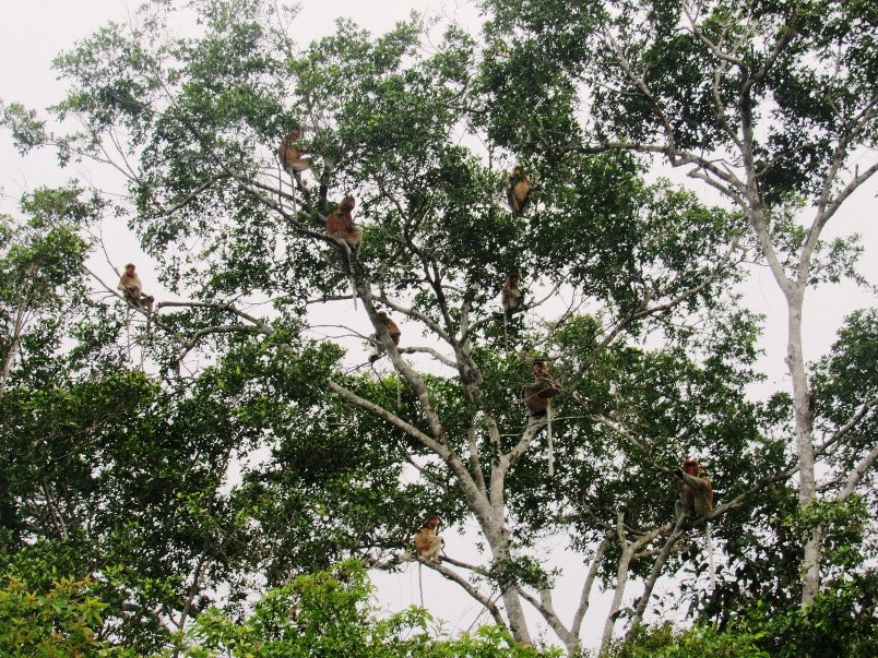 Kelompok Bekantan (Nasalis larvatus), sedang beraktivitas makan dan istirahat di pohon Rengas (Gluta renghas), di Lahan Basah Suwi, 18/01/2020 (Nur Linda – Konsorsium Yasiwa dan Yayasan Ulin)