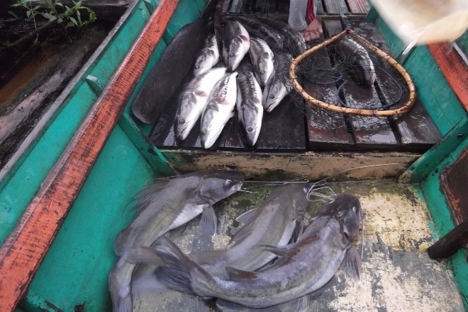 Tangkapan ikan baung dan ikan toman oleh anggota Kelompok Nelayan Suwi Indah pada tahun 2017 (Foto: Amat)