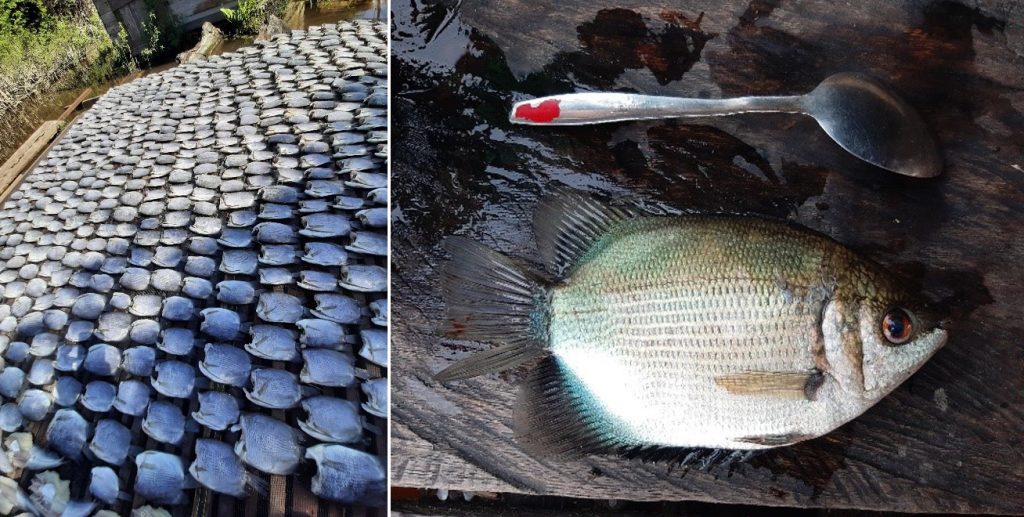 Hasil tangkapan ikan biawan oleh anggota Kelompok Nelayan Suwi Indah pada bulan Juli 2021 (foto: Nur Linda/Yasiwa)