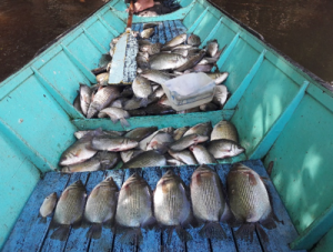 Ikan biawan, haruan, patin, baung, dan lepok, merupakan jenis-jenis ikan yang bernilai ekonomis