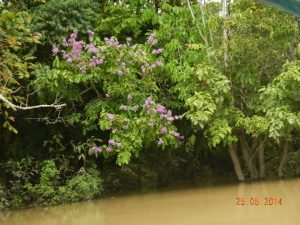 Pohon bungur di hutan riparian Sungai Suwi (foto; Yasiwa)