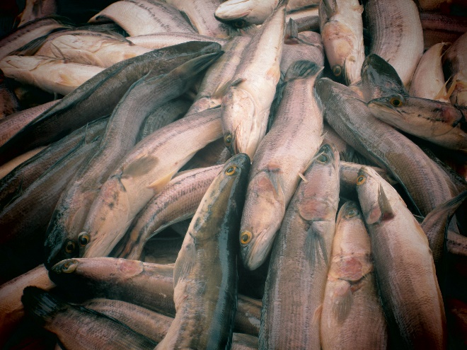 Ikan toman hasil tangkapan nelayan di Lahan basah Suwi (foto: Irwan)