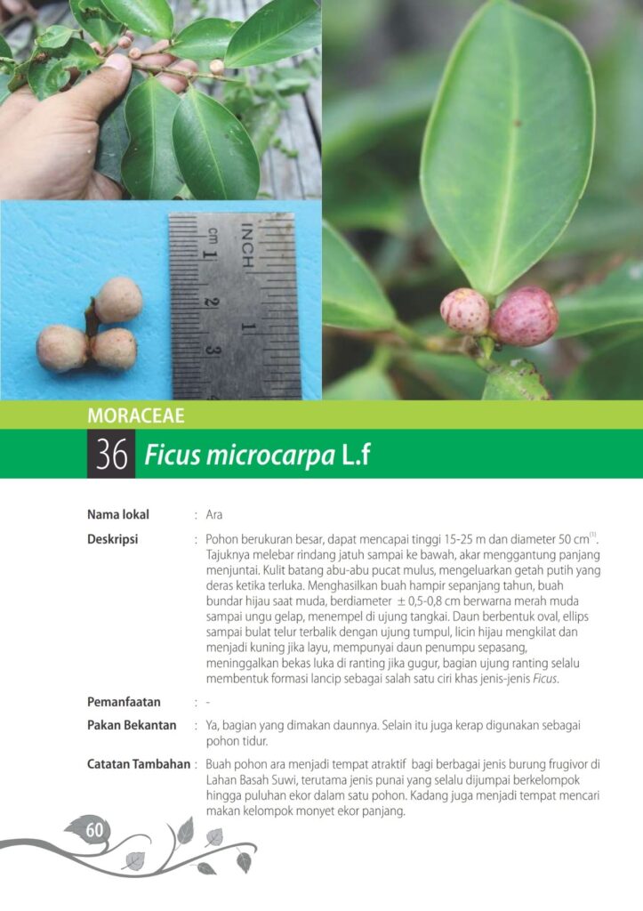 Ficus microcarpa L.f