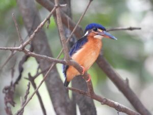 Burung Raja udang meninting (Alcedo meninting) di lahan basah Suwi. Foto-Nur Linda, Konsorsium Yasiwa-Yayasan Ulin.