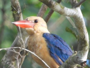 Pekaka emas (Pelargopsis capensis) di lahan basah Mesangat. Foto: Ngareng, Konsorsium Yasiwa-Yayasan Ulin