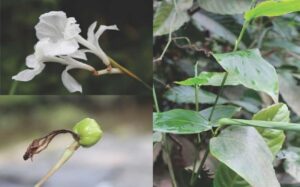 Bunga, daun dan buah bemban (Donax canniformis), sangat umum dijumpai di tepi sungai dan Lahan Basah Mesangat Suwi. Foto: Balitek