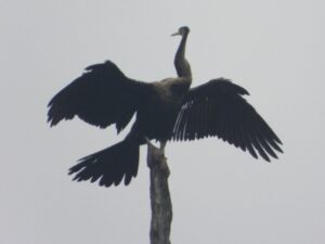 Burung Pecuk ular (Anhinga melanogaster) sering di jumpai bertengger pada batang kayu mati, mudah dibedakan dari jenis lain dari lehernya yang Panjang. Foto: Agustinus, Konsorsium 