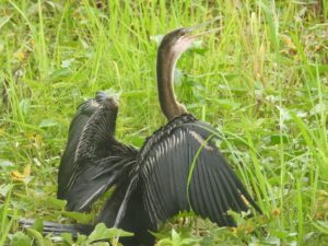 Burung Pecuk ular (Anhinga melanogaster) sering di jumpai bertengger pada batang kayu mati, mudah dibedakan dari jenis lain dari lehernya yang Panjang. Foto: Agustinus, Konsorsium 