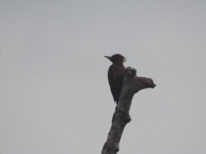 Pelatuk Merah (Chrysophlegma miniaceum) di Lahan Basah Suwi