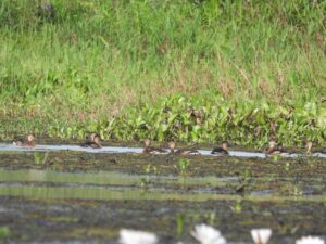 Burung Belibis dijumpai di Loa Putih, Muara Ancalong dalam jumlah yang tidak terlalu banyak karena sering diburu. (foto: Nur Linda, Konsorsium Yasiwa-Yayasan Ulin).