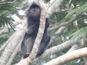 Lutung Kelabu (Trachypithecus cristatus) sedang beristirahat di pohon sengon. Foto: Konsorsium Yasiwa-Yayasan Ulin