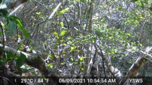 Kadal Pohon kalimantan terfoto kamera jebakan di Lahan Basah Suwi