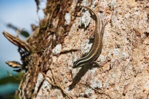 Kadal Pohon Kalimantan (Dasia vittate). Foto: www.hepetofauna