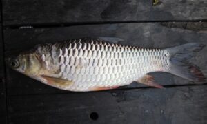 Ikan jelawat (Leptobarbus hoeveni) dari lahan basah Suwi.Foto: Yasiwa