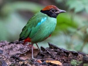 Foto burung paok hijau (Pitta sordida) / sumber : eBird