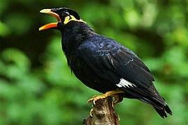 Tiong emas (Gracaula religiosa) yang sudah sulit ditemukan di alam. Foto: www.ornitologicagrigentina.com