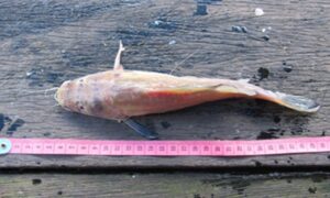 Ikan Baung (Mystus microcanthus): Foto: Suimah-Yasiwa