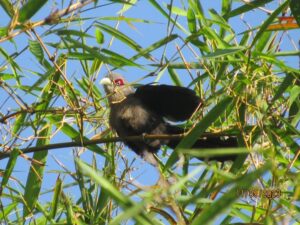 Burung Kadalan Beruang (Phaenicophaeus diardi). Foto: Nur Linda-Konsorsium Yasiwa-Yayasan Ulin