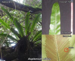 Paku sarang burung (Asplenium nidus). Foto: Fella A. FMIPA UNMUL