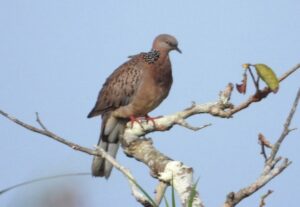 Burung Tekukur (Streptopelia chinensis) di Lahan Basah Mesangat Suwi. Foto: Nur Linda-Konsorsium Yasiwa-Yayasan Ulin.