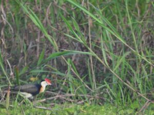 Burung Sepatu Jengger (Irediparra gallinacean) di Lahan Basah Mesangat. Foto: Arman, YKonsorsium Yasiwa-Yayasan Ulin.
