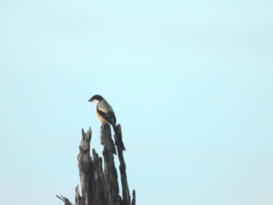 Burung betet kelabu (Lanius schach) di Lahan Basah Mesangat. Foto: Arman, Konsorsium Yasiwa-Yayasan Ulin.