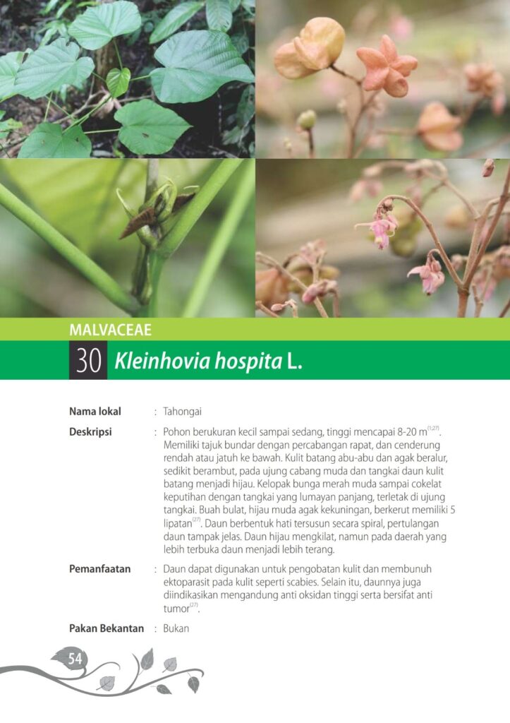 Buah tahongai (foto: Balitek)