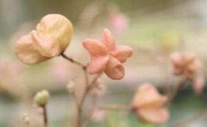 Buah tahongai (foto: Balitek)