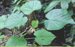 Daun tahongai (Kleinhovia hospital L.) pada pohon muda (foto:Balitek)