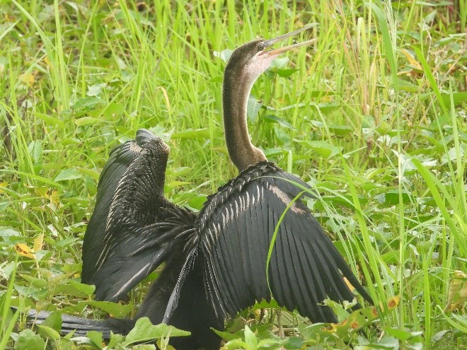 Burung Pecuk ular (Anhinga melanogaster) sering di jumpai bertengger pada batang kayu mati, mudah dibedakan dari jenis lain dari lehernya yang Panjang. Foto: Agustinus, Konsorsium
