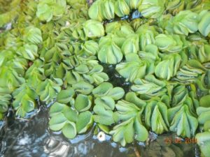 Daun Kiambang (Salvinia molesta) bersifat hidrophobik dan dapat mempertahankan udara untuk mengapung. (Foto: Yasiwa) 