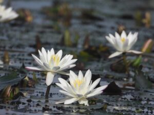 Tumbuhan teratai yang dijumpai di Loa Putih sangat mirip dengan Nymphaea lotus, yang musim berbunganya pada bulan Oktober dan Januari.