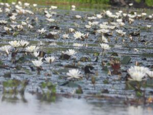 Teratai putih yang sedang musim berbunga pada bulan Oktober 2022, sangat banyak dijumpai di Loa Putih, menyajikan pemandangan yang sangat indah.(Foto: Nur Linda, Konsorsium) 