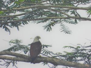 Elang Bondol (Heliastur indus) di Lahan Bsah Mesangat. Foto: Mohammad Zulfikar Ngareng, Konsorsium Yasiwa-Yayasan Ulin