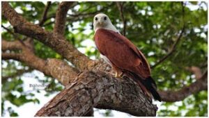 Elang Bondol (Heliastur indus) Foto: ikurma.blogspot.com