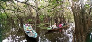 Keunikan pohon-pohon perupuk (Malotus sumatranus) di Loa Bekara, Lahan Baah Suwi.