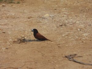 Bondol Rawa (Lonchura malacca) di lahan basah Mesangat Suwi. Foto: Nur Linda, Konsorsium Yasiwa-Yayasan Ulin