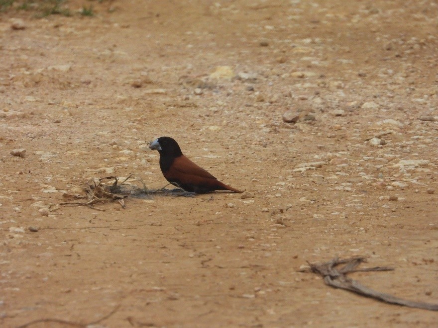 Bondol Rawa (Lonchura malacca) di lahan basah Mesangat Suwi. Foto: Nur Linda, Konsorsium Yasiwa-Yayasan Ulin