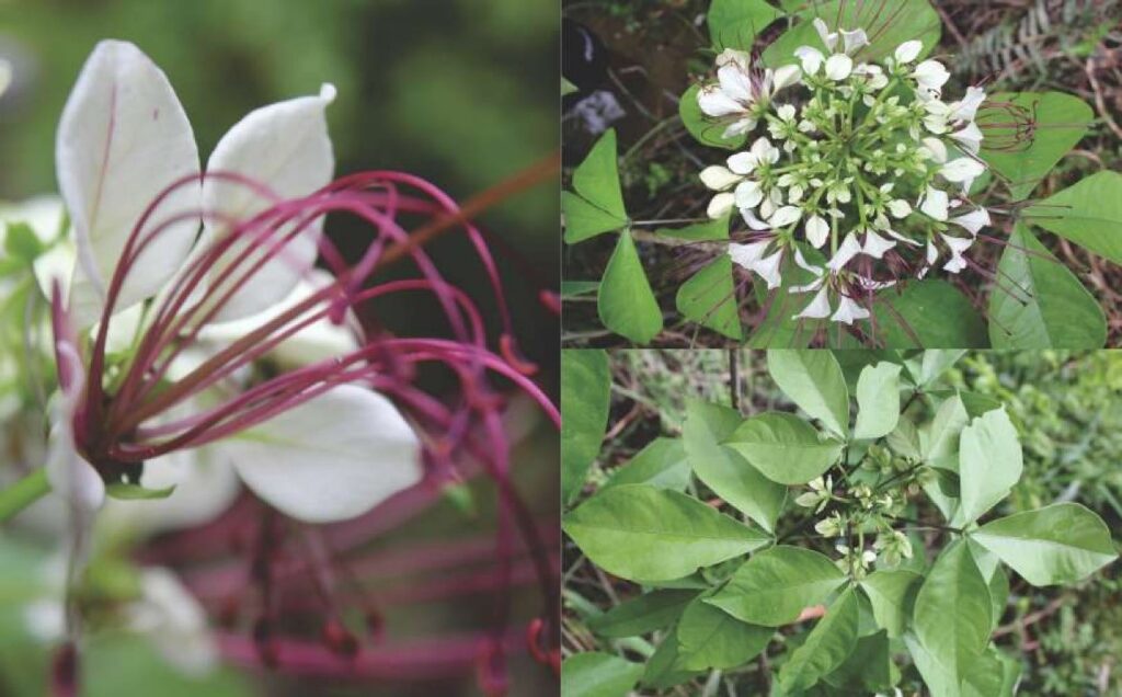 Bunga dan daun tegaron (Crateva adansonii DC.). Foto: Flora di habitata Bekantan Lahan Basah Suwi, Kalimantan Timur-Balitek.