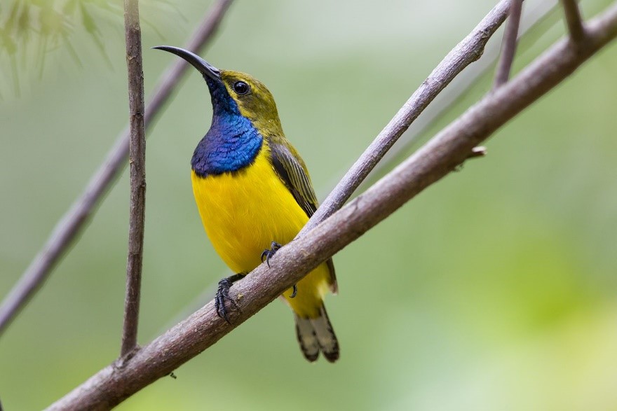 Burung madu Sriganti (Nectarinia jugularis), sulit didapatkan foto yang jelas karena ukurannya kecil. Foto: www.pinterest.com