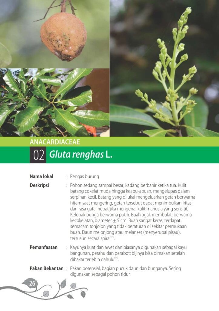 Buah, sususnan daun dan bunga malai rengas (Glutha renghas). Foto: Balitek