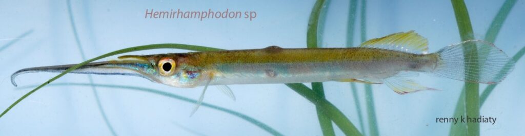 Hemirhamphodon sp. yang ditemukan di Lahan Basah Mesangat. Foto; Yayasan Ulin-Renny K.H.