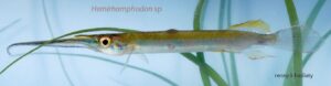Hemirhamphodon sp. yang ditemukan di Lahan Basah Mesangat. Foto; Yayasan Ulin-Renny K.H.