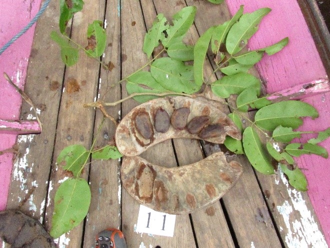 Daun dan buah polong ipil. Foto: Ingan N-Yasiwa.