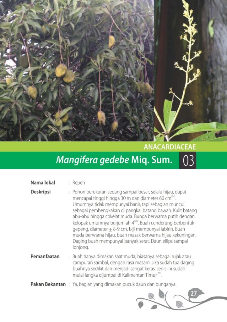 Buah dan bunga repeh (Mangifera gedebe). Foto: Balitek