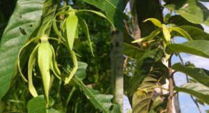 Bunga dan bakan buah kenanga (Cananga odorata), pohon dijumpai di tepian sungai Suwi. Foto: Monica-Yasiwa.