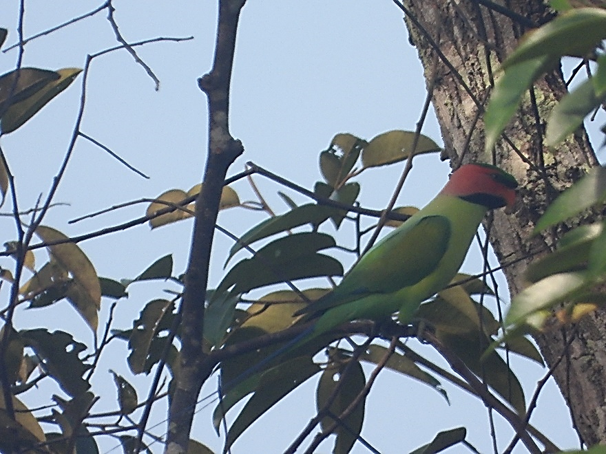 Betet ekor (Psittacula lonhgicauda) panjang yang cukup sering dijumpi di Lahan Basah Suwi. Foto: Nur Linda, Konsorsium Yasiwa-Yayasan Ulin.