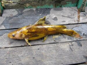 Ikan Leiocassis rudicula, jenis yang baru ditemukan pada tahun 2019 di Sungai Mahakam, ternyata ada di Lahan Basah Suwi, nelayan menyebutnya ikan kuyur. Foto: Nur Linda, Konsorsium Yasiwa-Yayasan Ulin