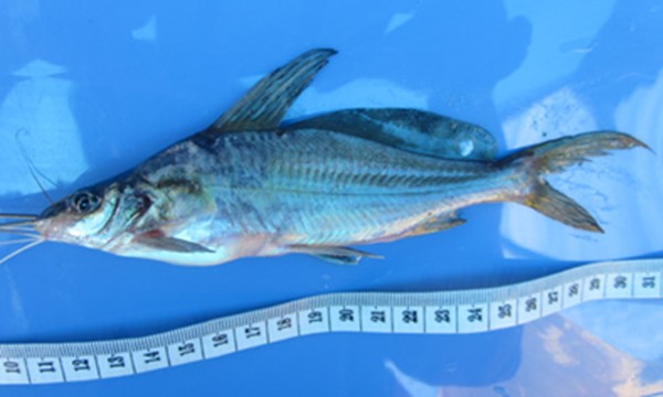 Ikan Kelebere (Mystus nigricep). Foto: Suimah-Yasiwa