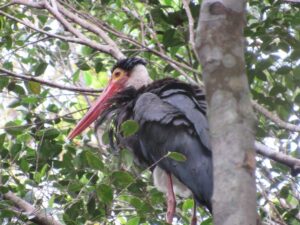 Bangau storm di lahan basah Suwi, yang dibebaskan karena terjerat pancing. Foto: Linda
